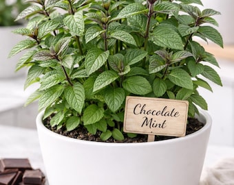 Live Chocolate Mint Plant | Culinary Herb Garden, Fragrant Kitchen Plant (4.5" Pot)