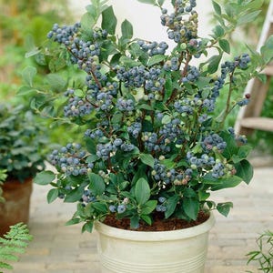 May include: A potted blueberry plant with abundant clusters of ripe, blue berries. The plant has green leaves and is in a cream-colored ceramic pot. The image is taken outdoors, with other plants visible in the background.