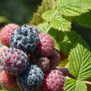 May include: Close-up of a cluster of ripe blackberries and raspberries. The blackberries are a deep, dark blue-purple, while the raspberries range from red to pink. Bright green leaves provide a contrasting backdrop.