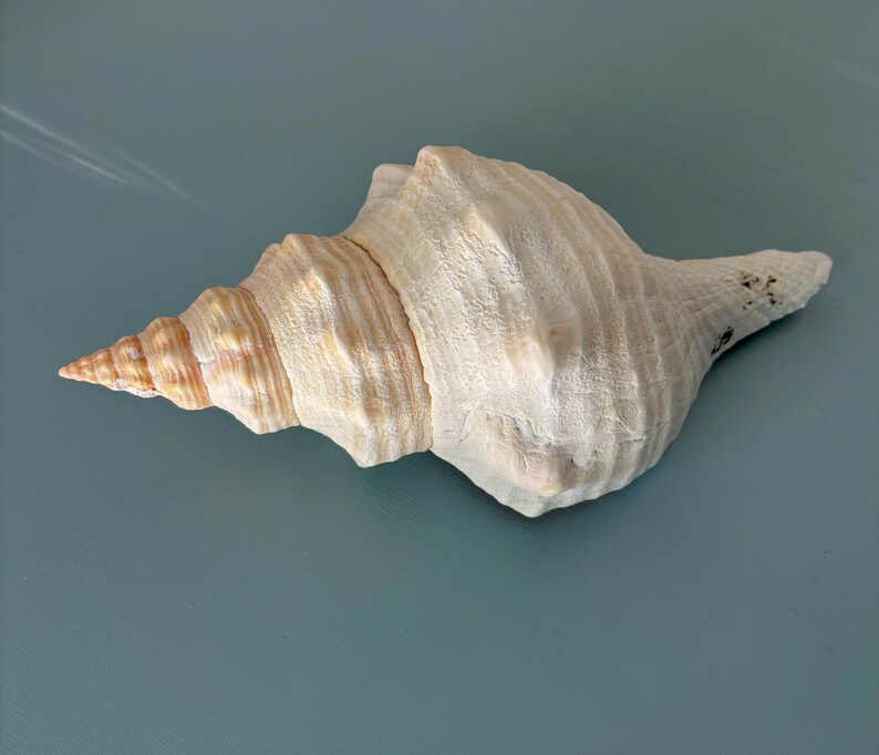 Large Florida Horse Conch Sea Shell From Southwest Florida 10