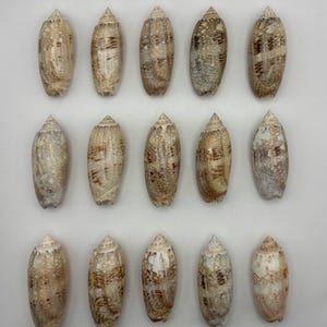 Lot von 15 glänzenden, glatten, olivgrünen Muscheln aus dem Südwesten von Florida