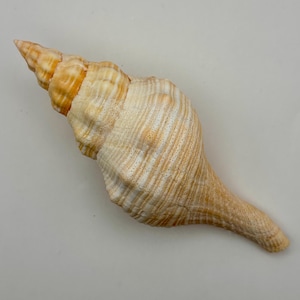 May include: A spiral-shaped seashell with a tapered point and a long, narrow base. The shell features a textured surface with alternating bands of cream, beige, and light brown colors, showing intricate ridges and small, dark, speckled markings.