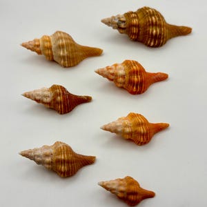 May include: A collection of seven seashells with a spiral shape and a mix of orange, brown, and cream colors. The shells are arranged on a white background, showcasing their natural textures and forms. These shells are ideal for beach-themed decor or craft projects.