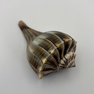 May include: A spiraled seashell featuring a tapered, elongated spire and a rounded body. The shell displays a gradient of muted brown, gray, and tan tones with distinct vertical ridges and fine, horizontal growth lines across its surface.