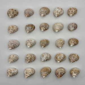 Lot of 25 Chestnut  Turban Shells from Southwest Florida