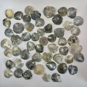 May include: A collection of numerous small, irregular oyster shells in shades of gray, white, and tan, scattered across a white surface. A single United States quarter coin is positioned near the center to provide a scale reference for the shells.