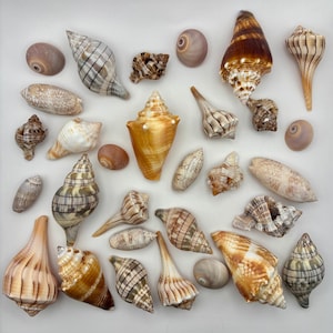 May include: A collection of various seashells in shades of brown, tan, cream, and grey. The assortment includes spiral-shaped conch shells, smooth round moon shells, and textured murex shells, all displayed together in a scattered arrangement.