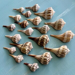 Puede incluir: Una colección de veintiuna conchas marinas en espiral de color marrón claro y crema dispuestas de forma dispersa. Cada concha presenta una textura estriada distintiva con rayas marrones verticales a lo largo del cuerpo cónico y puntiagudo.