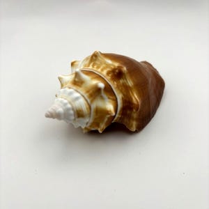 May include: A brown and white seashell with a spiral form and textured surface. The shell has a pointed tip and a series of ridges along its exterior. The shell is a natural object, likely from the ocean, set against a white background.