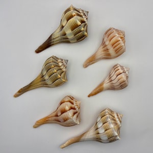 Puede incluir: Seis conchas marinas con forma de espiral y extremo puntiagudo. Las conchas tienen una mezcla de colores, incluyendo marrón, beige y blanco, con un patrón de rayas. Las conchas están dispuestas sobre un fondo blanco.