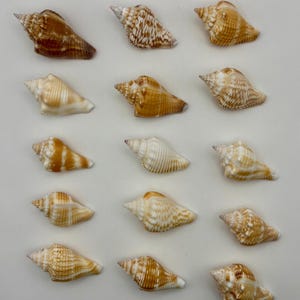 May include: A collection of fifteen spiral seashells arranged in a grid of five rows and three columns. Each shell features unique patterns in shades of tan, brown, and cream, with distinct ridges and pointed tips, showcasing natural textures.