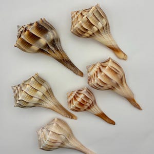 Puede incluir: Seis conchas marinas con diseño en espiral y tonos beige y marrón. Las conchas tienen una superficie texturizada y un extremo largo y puntiagudo. Se presentan sobre un fondo blanco.