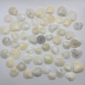 Lot of 50 Large Cream / White / Silver Jingle Shells from Southwest Florida