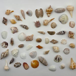 Könnte beinhalten: Eine Sammlung verschiedener Muscheln in unterschiedlichen Formen, Größen und Farben, darunter spiralförmige, zweischalige und kegelförmige Exemplare. Das Sortiment umfasst Weiß-, Beige-, Braun-, Orange- und Grautöne in loser Anordnung.
