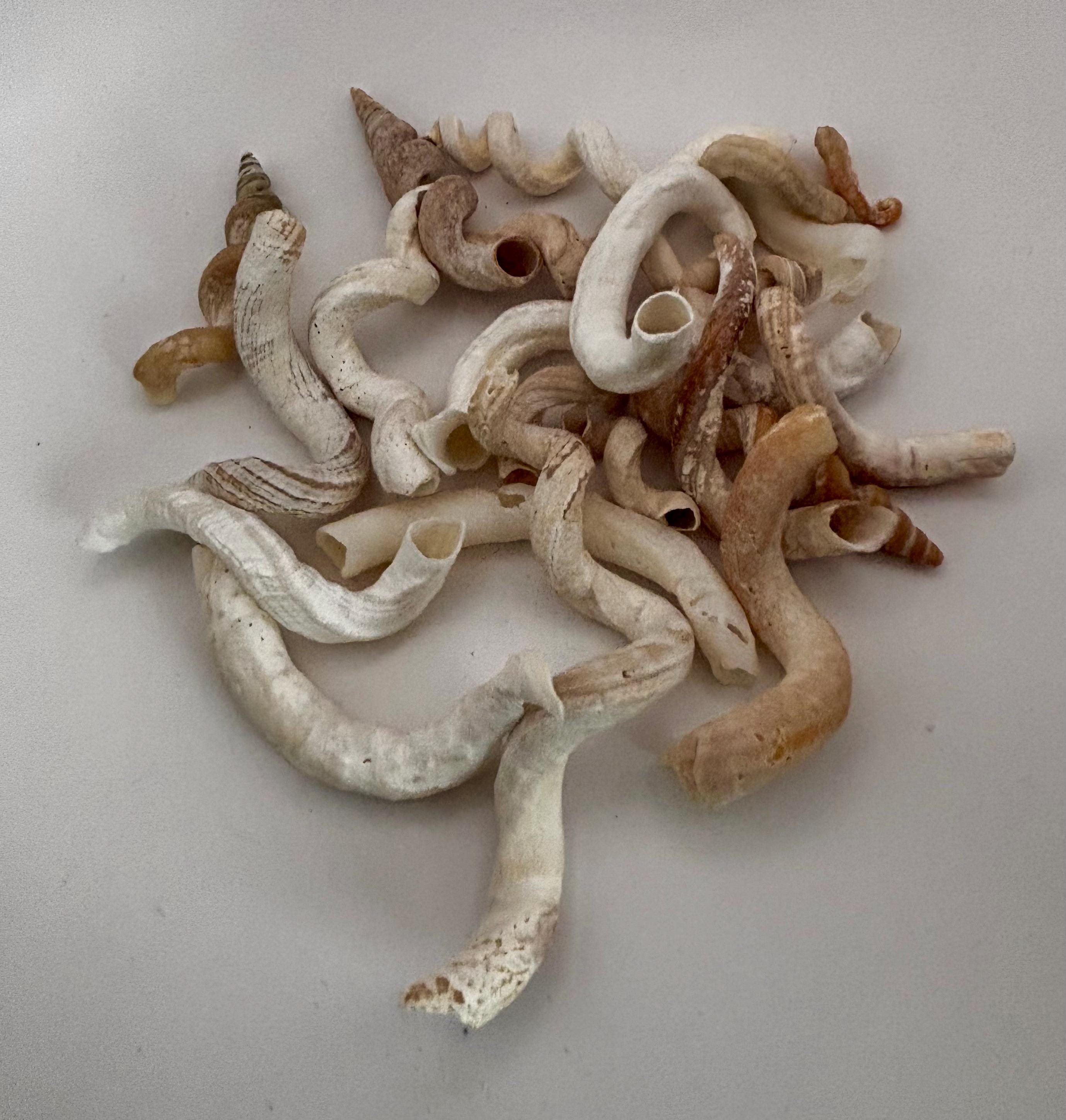 Lot of 20 Spiral Worm Tube Shells From Southwest Florida - Etsy