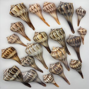 May include: An overhead shot displays a collection of seashells. The shells have a bulbous body and a long, tapered stem. The shells are primarily beige and brown, with ribbed textures and varying shades. The arrangement is scattered across a white surface.