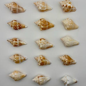 May include: A collection of fifteen small sea shells arranged in a grid of five rows and three columns. Each shell features a unique spiral shape with varying patterns of tan, brown, and white markings, showcasing natural textures and pointed tips.