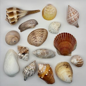May include: A collection of various seashells in shades of brown, white, and yellow, arranged on a white surface. The assortment includes conch shells, scallop shells, and other unique shapes and sizes, perfect for coastal decor or craft projects.