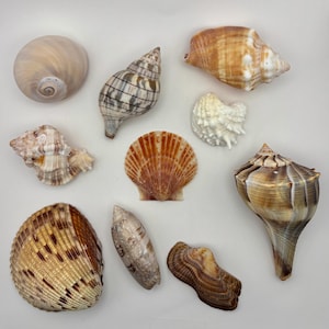 May include: A collection of nine assorted seashells featuring various shapes, textures, and patterns. The assortment includes spiral conch shells, a fan-shaped scallop shell, and textured bivalves in shades of brown, tan, cream, and white.