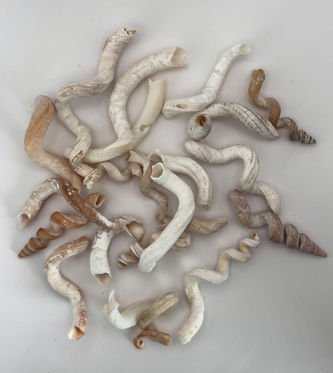 Lot of 20 Spiral Worm Tube Shells From Southwest Florida - Etsy