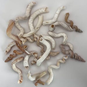 May include: A collection of natural, spiral-shaped seashells in shades of beige, brown, and white. The shells have a tubular structure with a textured surface and are arranged on a white background. Some shells are broken, revealing the inner structure.
