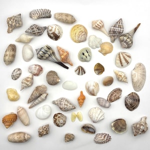 May include: A collection of various seashells in different shapes, sizes, and colors, including white, tan, brown, and yellow. Some shells have striped patterns, while others are smooth or textured. The shells are arranged on a white surface.