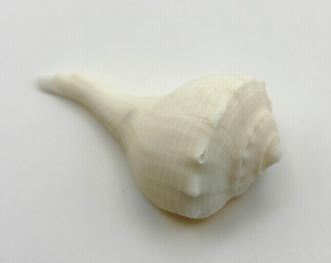 One Rare Albino Lightning Whelk Shell Southwest Florida 2.35” Length - Etsy