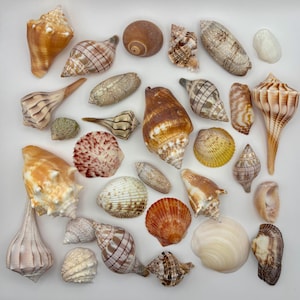 May include: A collection of various seashells in shades of brown, tan, white, and orange. The assortment includes spiral conch shells, rounded bivalves, textured whelks, and smooth, patterned gastropods arranged in a scattered, non-uniform layout.