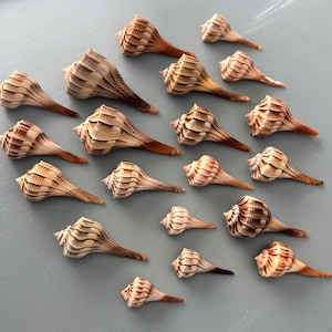 Puede incluir: Vista cenital de una colección de conchas marinas. Las conchas, de diferentes tamaños, presentan una forma espiral con rayas marrones y crema. Cada concha tiene una punta oscura y marrón. Las conchas están dispuestas sobre una superficie azul claro.