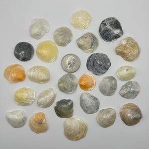May include: A collection of small, smooth, iridescent seashells in shades of white, yellow, orange, and grey, arranged around a single United States quarter coin for scale. The shells vary in shape and size, displaying natural textures and glossy surfaces.