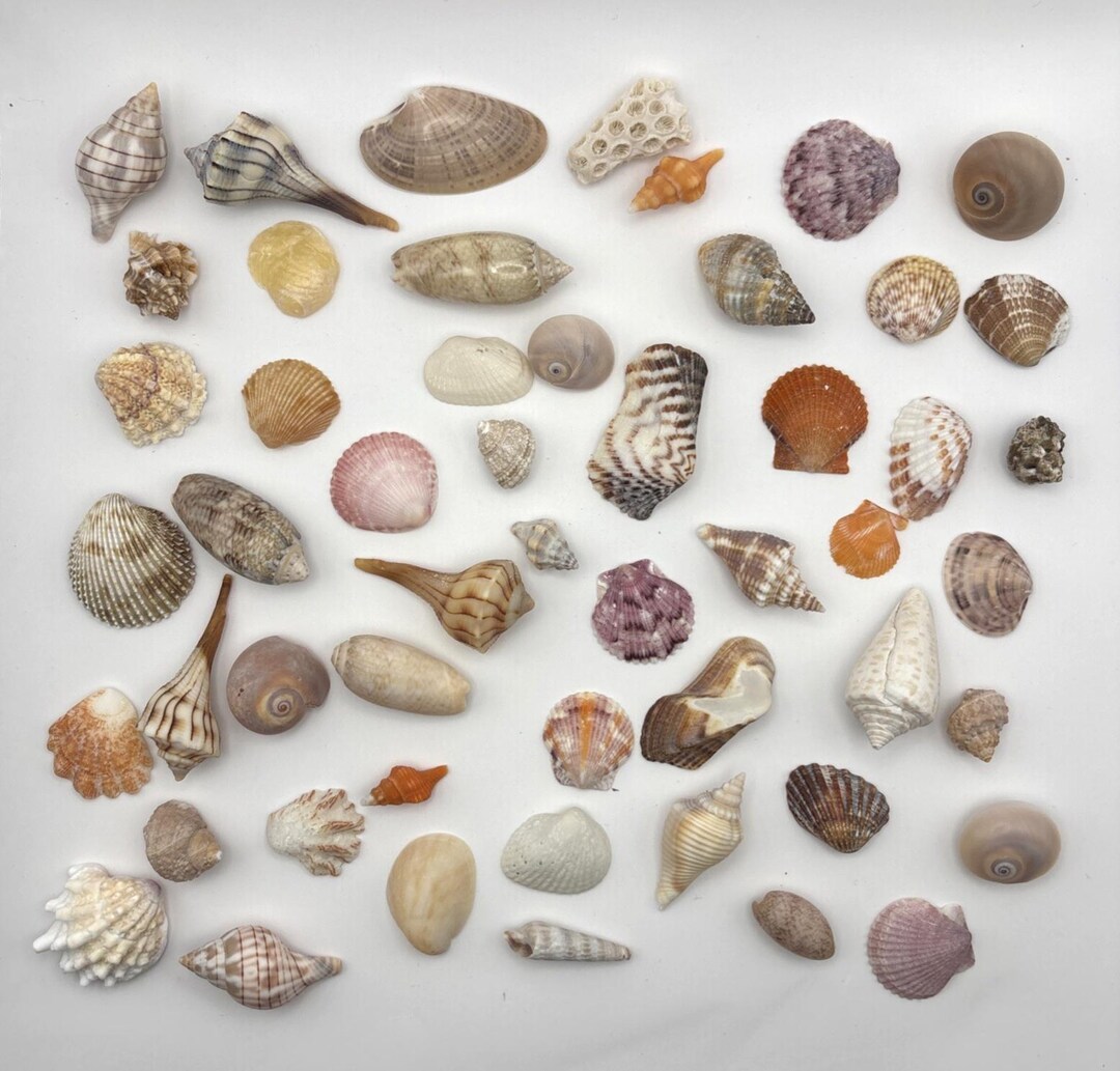 Lot of 50 Small Mini Sea Shells From Southwest Florida A65 - Etsy