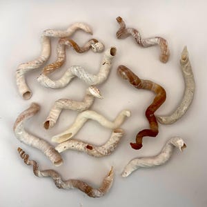 May include: A selection of curved seashells in cream, tan, and brown hues. The shells have a textured surface and a tubular form, with open ends. The arrangement is scattered against a white background, highlighting the natural patterns and colours. The shells are of varying lengths.