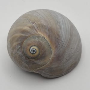 Könnte beinhalten: Eine glatte, abgerundete Mondschnecken-Muschel mit einem wirbelnden Spiralmuster in der Mitte. Die Schale zeigt einen Verlauf aus gedeckten Grau-, Beige- und sanften Brauntönen mit einer polierten, glänzenden Oberfläche und feinen natürlichen Texturen.