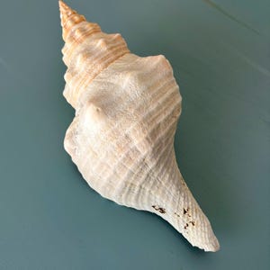 以下が含まれることがあります： 螺旋状の形と質感のある表面を持つ、クリーム色の大きな貝殻。 貝殻は尖った先端と幅広の基部を持ち、わずかに茶色のマークがあります。 海岸の装飾に最適な、自然で有機的なアイテムです。