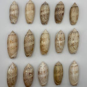 May include: A collection of fifteen olive shells arranged in three rows of five. Each shell features a smooth, elongated, cylindrical shape with a pointed apex and a patterned exterior displaying various shades of tan, brown, and cream markings.
