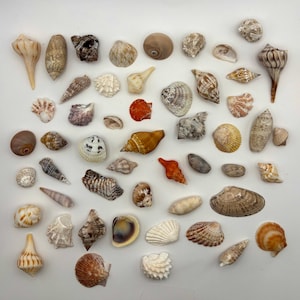 Puede incluir: Una colección de diversas conchas marinas de diferentes formas, tamaños y colores, incluyendo tonos beige, marrón, naranja y blanco. Las conchas están dispuestas sobre una superficie blanca, mostrando sus texturas y patrones naturales. El surtido incluye caracolas, vieiras y otros especímenes marinos.