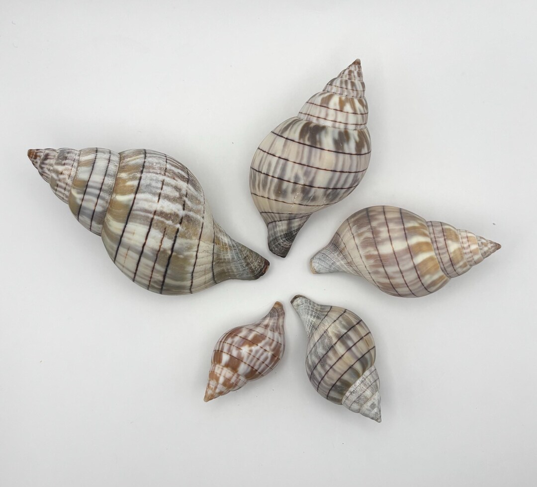 Banded Tulip Shells From Southwest Florida Extra Small 1