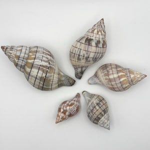 May include: Five seashells of varying sizes are arranged on a white surface. The shells have a spiral shape with a mix of beige, brown, and gray tones, and are marked with dark lines. The shells are a natural product.