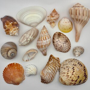 Lot of 15 Large Sea Shells from Southwest Florida Olive, Tulip, Lightning Whelk, Scallop and More