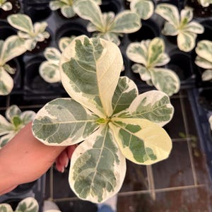 May include: Close-up of a Ficus altissima plant with large, variegated leaves. The leaves display a mix of green, white, and cream colors. The plant is held in a hand, with other similar plants in the background, in a black tray.