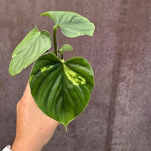 Variegated Philodendron Plowmanii - Etsy