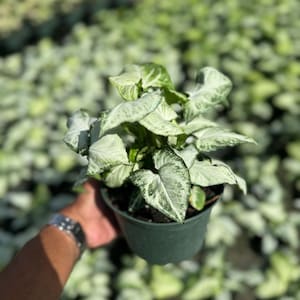May include: A Syngonium plant with variegated arrow-shaped leaves featuring shades of creamy white and light green. The plant is potted in a dark green plastic container, showcasing a dense cluster of foliage with distinct patterns on each leaf.