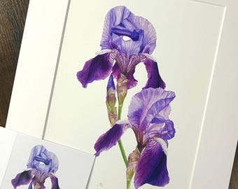 Iris, Watercolor flower fine art print from artist, Living Room Print, Bedroom Wall Decor, Botanical Decor flower hand painting