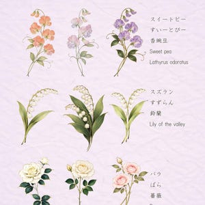 以下が含まれることがあります： 誕生花のデジタルクリップアートバンドル。スイートピー、スズラン、バラの水彩イラストが含まれています。英語と日本語で名前が記載されています。「Birth Flower Clipart Bundle」というタイトルが上部にあります。