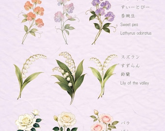 Birth Flower Clipart Bundle | Sweet Pea Lily of the Valley Rose | Japanese Style PNG | Editable Katakana Text Washi Texture | DIY Canva Kit