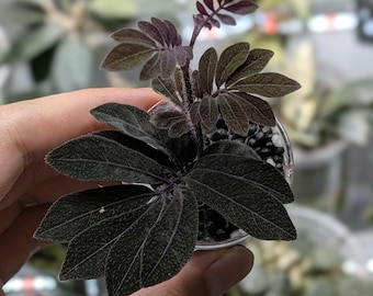 Seed Grown Anthurium Dorayaki Silver X Purple Starter Plant (ALL