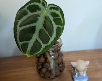 Anthurium Dorayaki x KoS | Live Plant | LECA Grown Rare Tropical Foliage