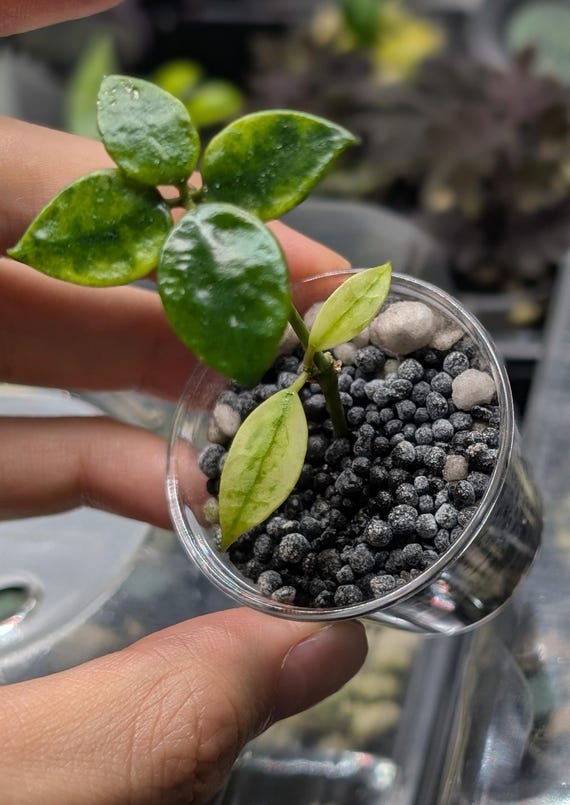 Hoya Lacunosa Gold Lunar Rooted Plant | Rare Hoya Cutting | Active Growth