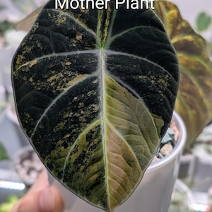 May include: A variegated Alocasia plant leaf with a dark green, almost black, velvety texture and prominent light green to yellow sectoral variegation. The leaf features the white text Not For Sale, Mother Plant overlaid on the upper portion.