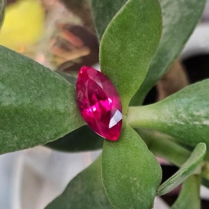 Könnte beinhalten: Ein leuchtend roter, marquiseförmiger Edelstein liegt auf einer grünen Sukkulentenpflanze. Die Facetten des Edelsteins reflektieren das Licht und zeigen seinen Schliff. Der Hintergrund ist unscharf.